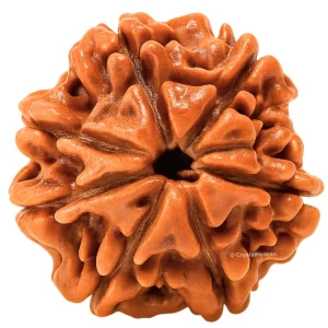 7 Mukhi Rudraksha - Certified