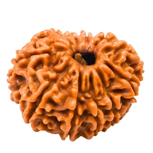 11 Mukhi Rudraksha - Certified
