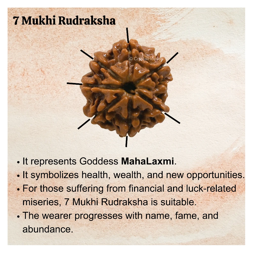7 Mukhi Rudraksha - Certified - Image 3