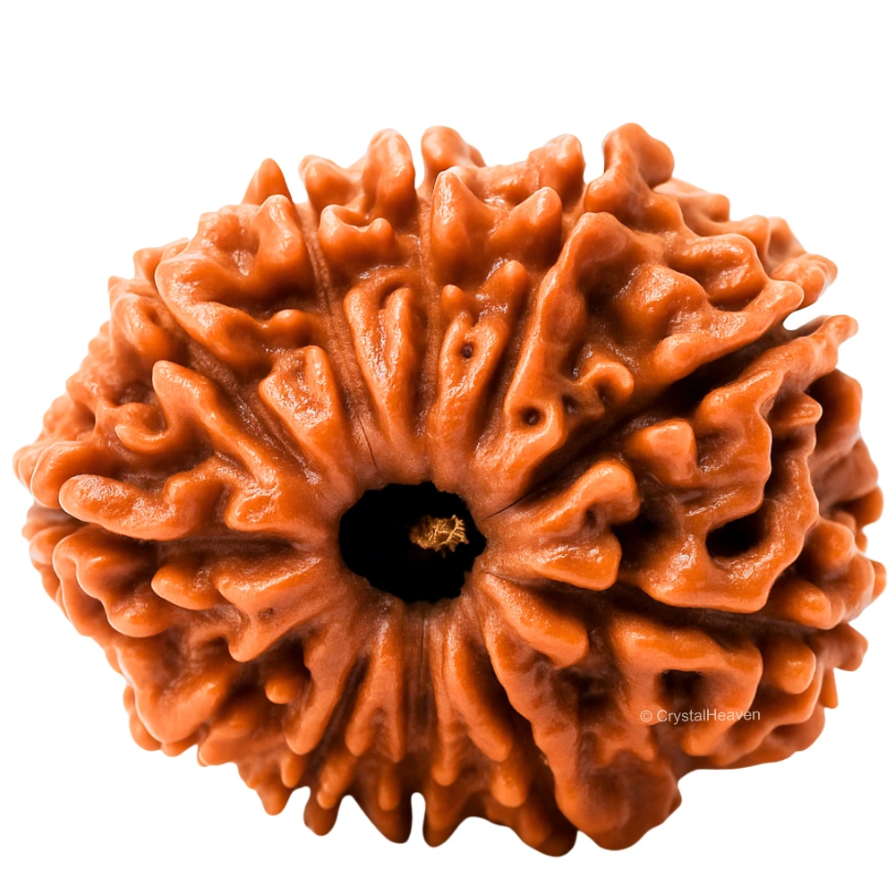 11 Mukhi Rudraksha - Certified - Image 2