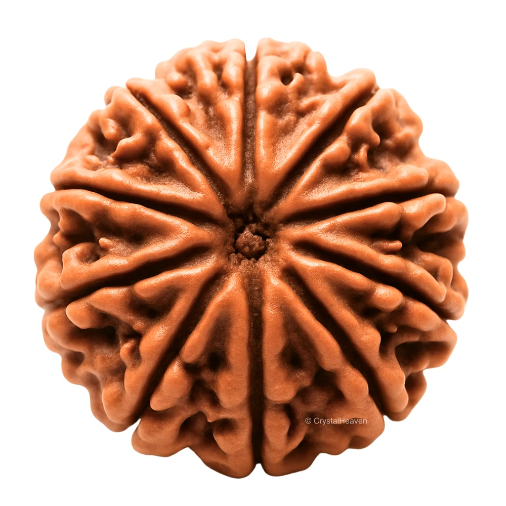 4 Mukhi Rudraksha Pendant (Gold) - Image 10