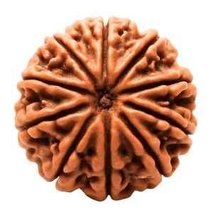 10 Mukhi Rudraksha - Certified