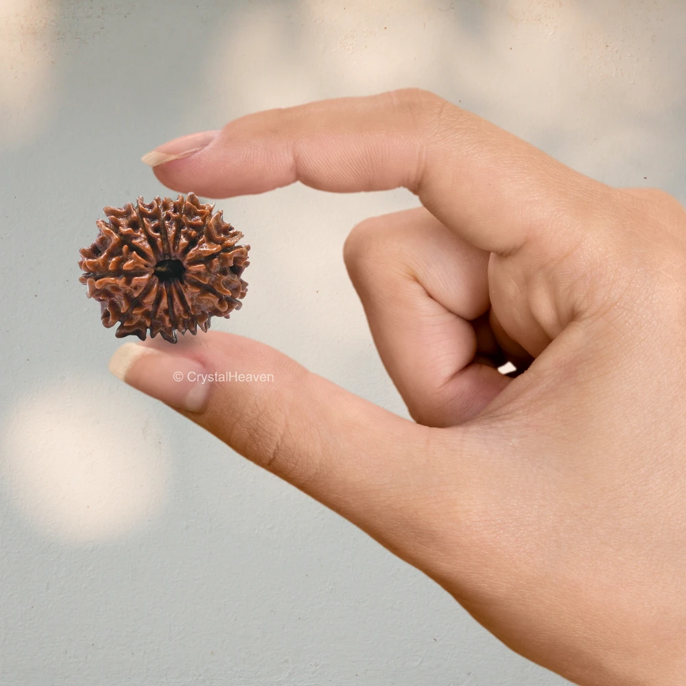 12 Mukhi Rudraksha - Certified - Image 5