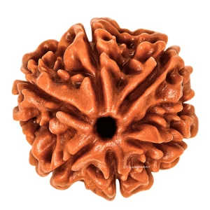 6 Mukhi Rudraksha - Certified