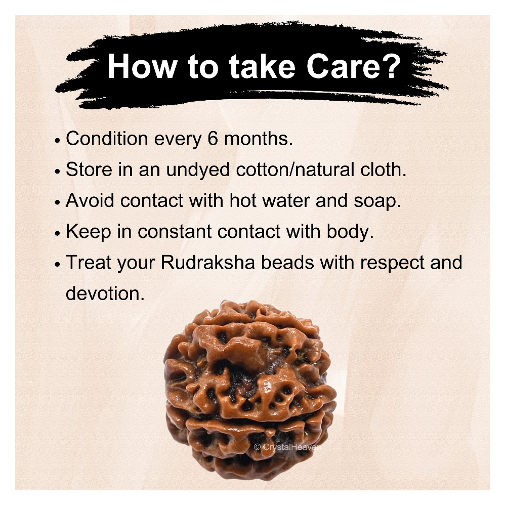 5 Mukhi Rudraksha - Certified - Image 6
