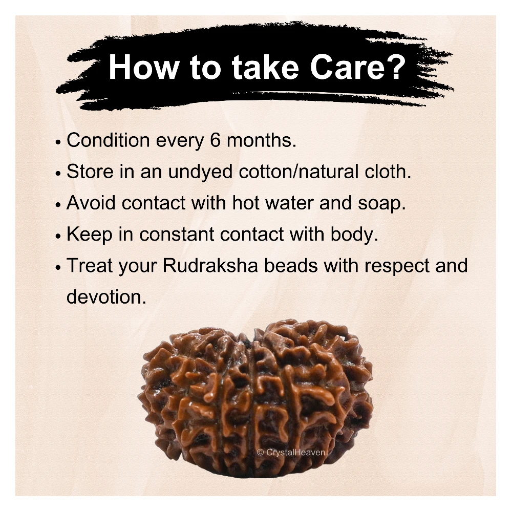 12 Mukhi Rudraksha - Certified - Image 6
