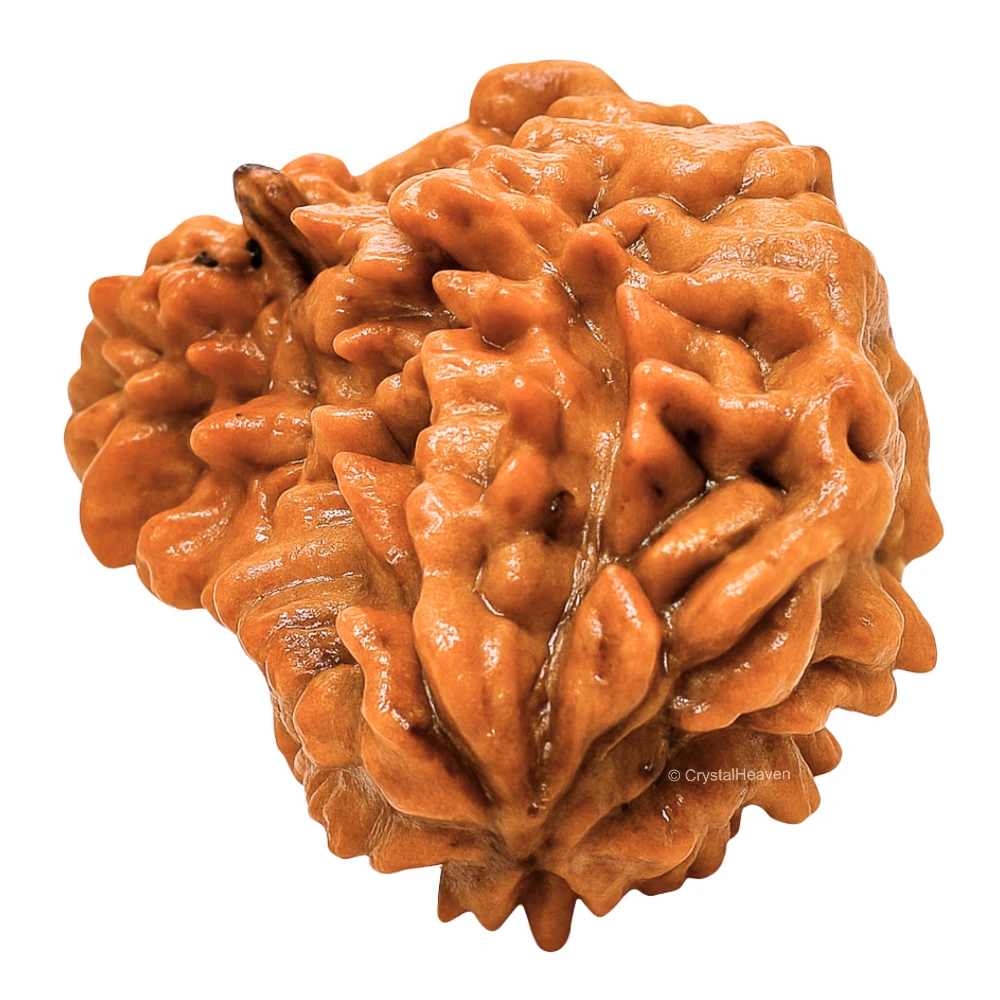 1 Mukhi Rudraksha - Certified - Image 3