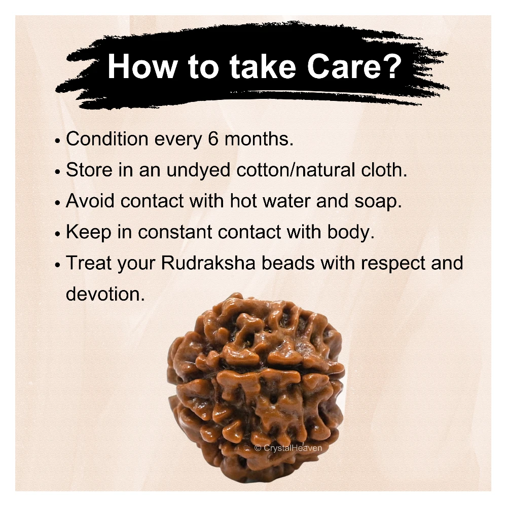 7 Mukhi Rudraksha - Certified - Image 6