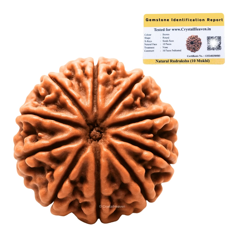 10 Mukhi Rudraksha - Certified - Image 2