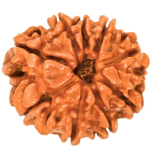 9 Mukhi Rudraksha - Certified