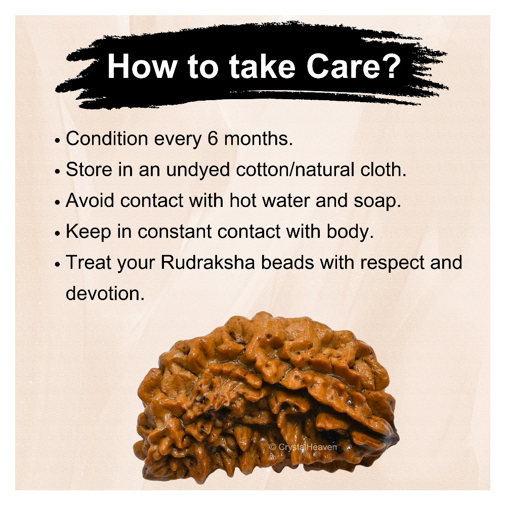 1 Mukhi Rudraksha - Certified - Image 5