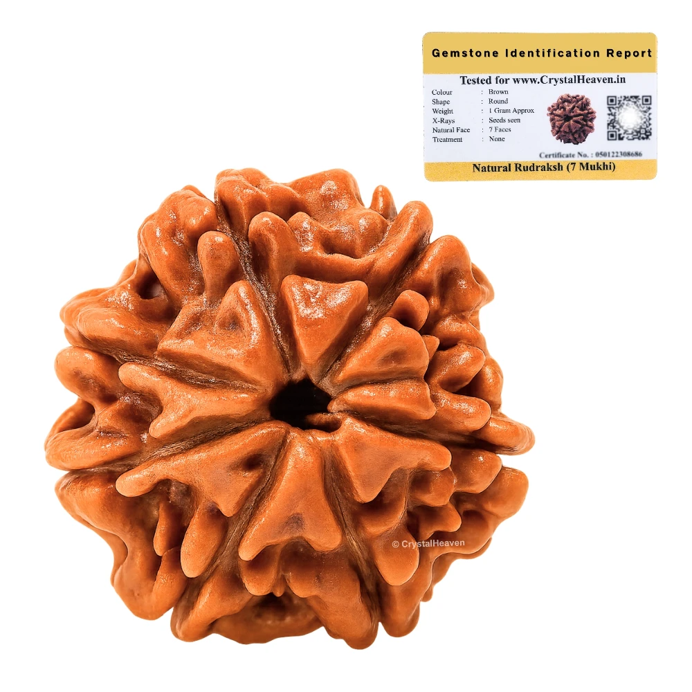 7 Mukhi Rudraksha - Certified - Image 2