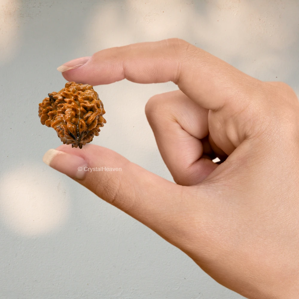 1 Mukhi Rudraksha - Certified - Image 6