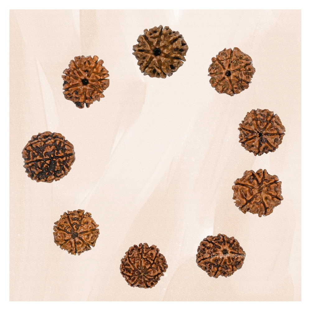 7 Mukhi Rudraksha - Certified - Image 4