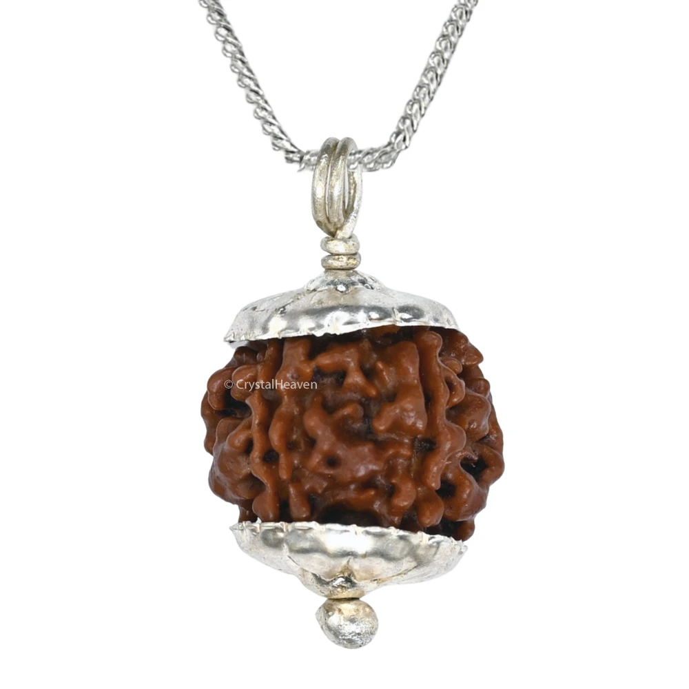 11 Mukhi Rudraksha - Certified - Image 8