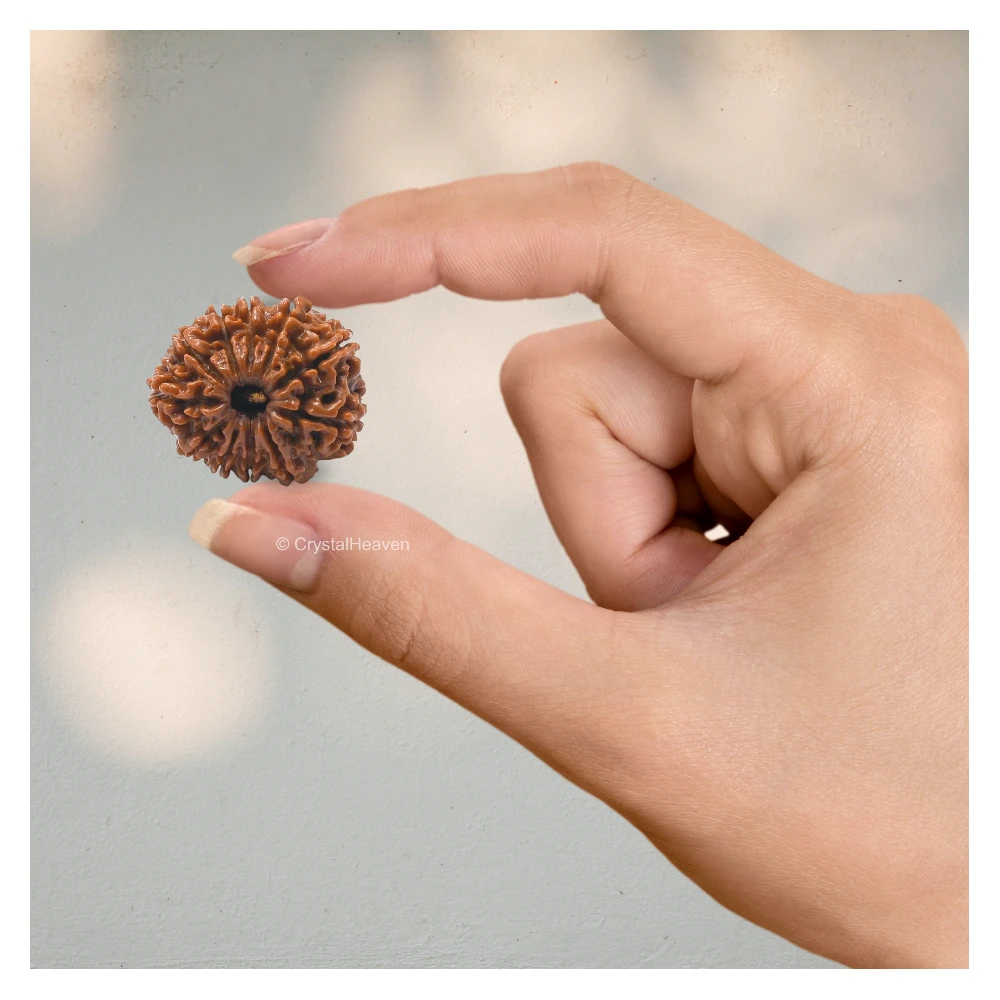 11 Mukhi Rudraksha - Certified - Image 5